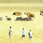 Tourism revenue up by K1 trillion – The Times Group