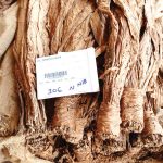 Farmers blank on leaf price as market opens – The Times Group