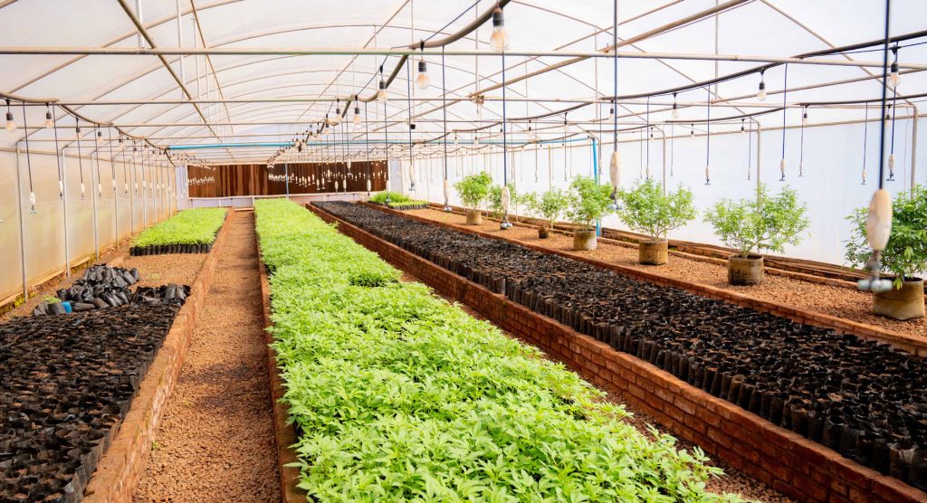 Forex shortage stalls cannabis processing – The Times Group