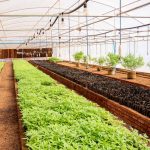 Forex shortage stalls cannabis processing – The Times Group