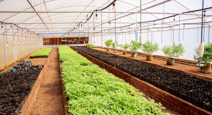 Forex shortage stalls cannabis processing – The Times Group