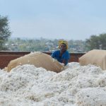 Cotton sales season starts, output seen at 22 800MT