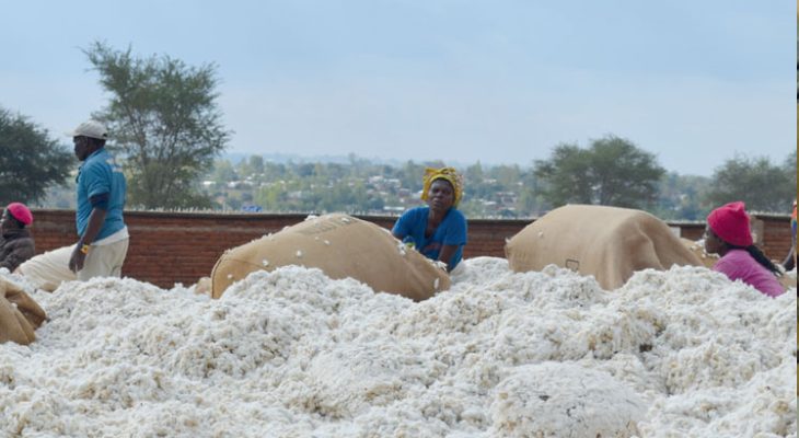 Cotton sales season starts, output seen at 22 800MT