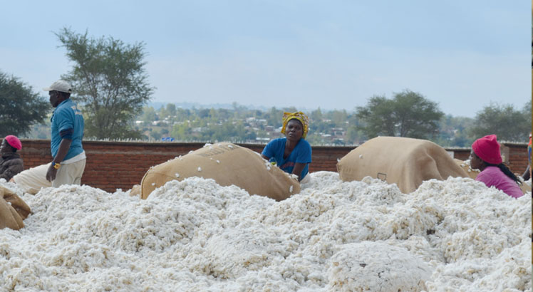 Cotton sales season starts, output seen at 22 800MT