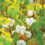 Cotton buyers drop bothers local farmers – The Times Group