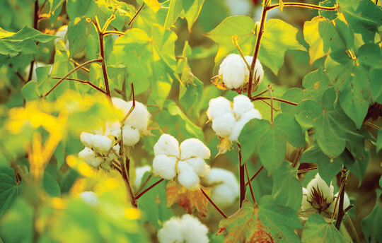 Cotton buyers drop bothers local farmers – The Times Group