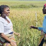 Rice sector turns to digital to ease access to markets