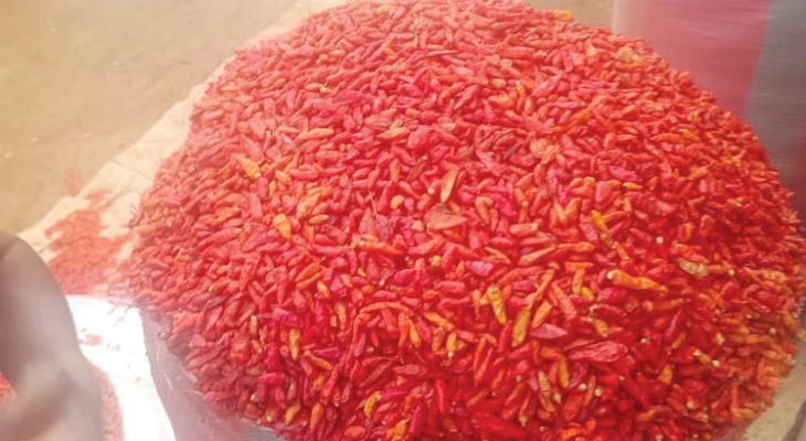 Chilli: Malawi’s highest priced crop, but ignored