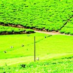 Harsh weather sinks tea output – The Times Group