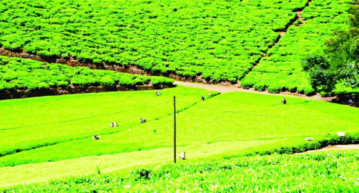 Harsh weather sinks tea output – The Times Group