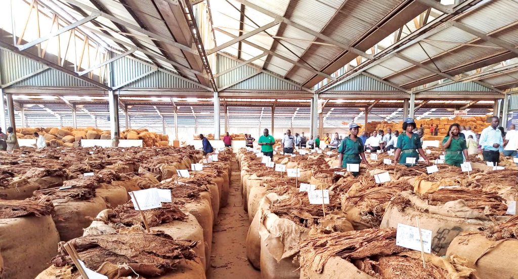 Malawi produces 155m kg tobacco – The Times Group