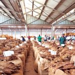 Malawi produces 155m kg tobacco – The Times Group