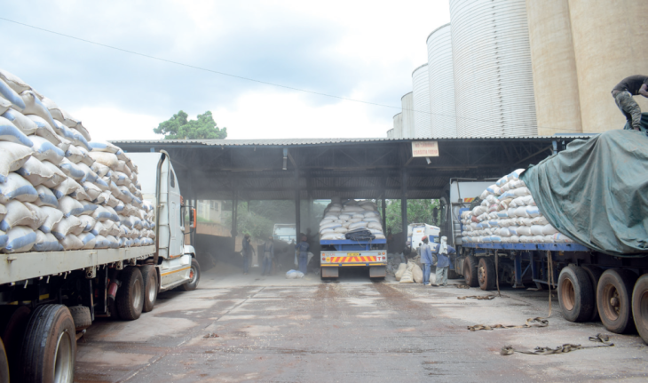 Maize price rises 8% in July—Ifpri