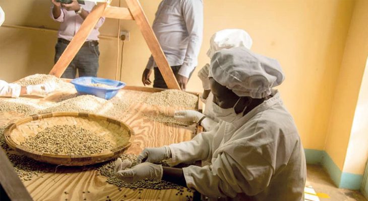 Domestic coffee prices drop 24%