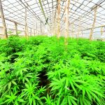 Hemp hype up in smoke – The Times Group