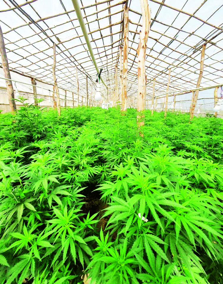 Hemp hype up in smoke – The Times Group