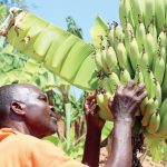 Study charts banana production revival