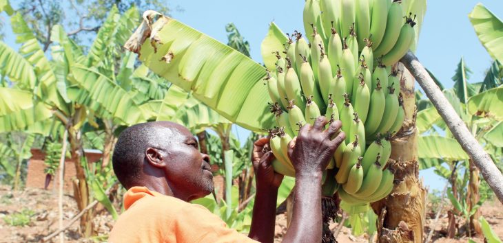 Study charts banana production revival