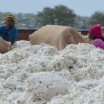 Output for key crops decline, analysts urge diversification