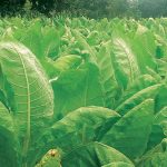 Tobacco trouble – The Times Group