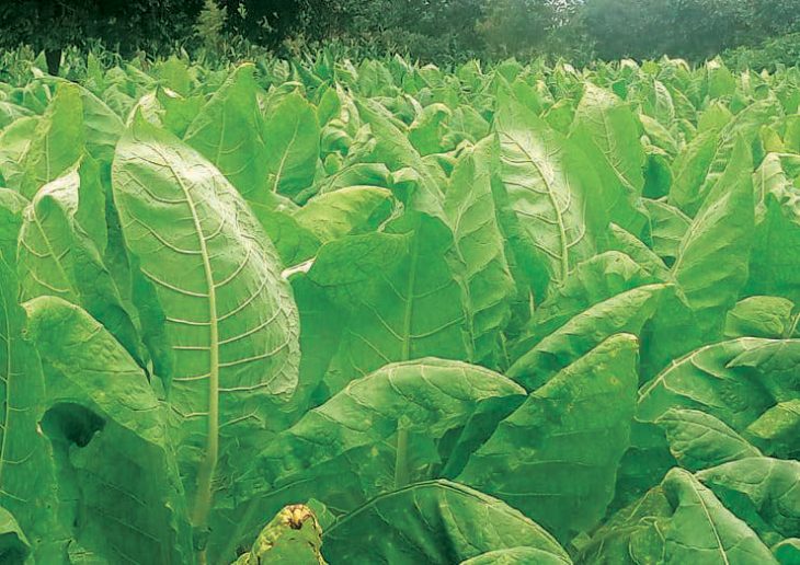 Tobacco trouble – The Times Group