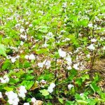 Cotton supply deficit at 99% – The Times Group