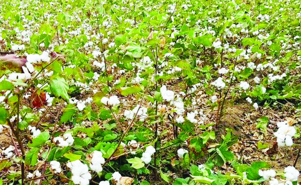 Cotton supply deficit at 99% – The Times Group