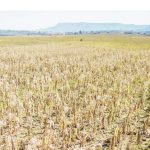 ‘El Niño could push Malawi into deeper economic crisis’ – The Times Group