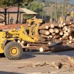 Govt seeks investors in forestry industry