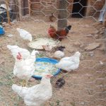 Study puts Malawi poultry value chain at K539 billion