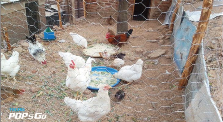 Study puts Malawi poultry value chain at K539 billion