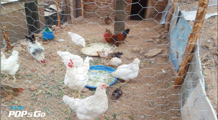 Study puts Malawi poultry value chain at K539 billion